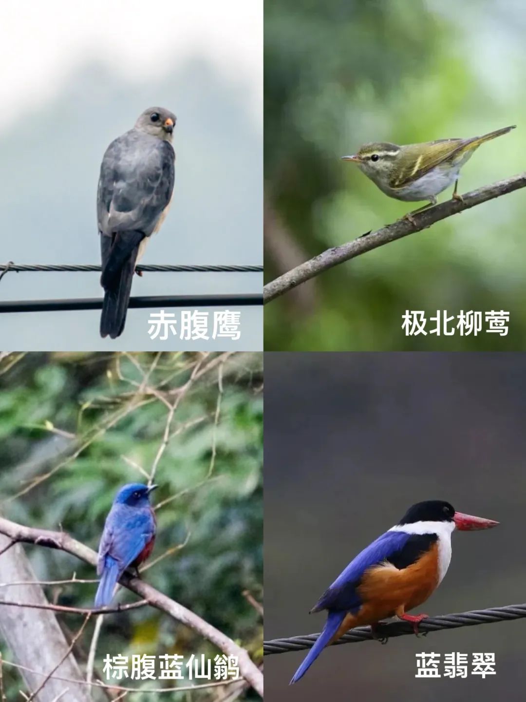 全国都在喊李现“打鸟”！建议来贵州“打”一圈