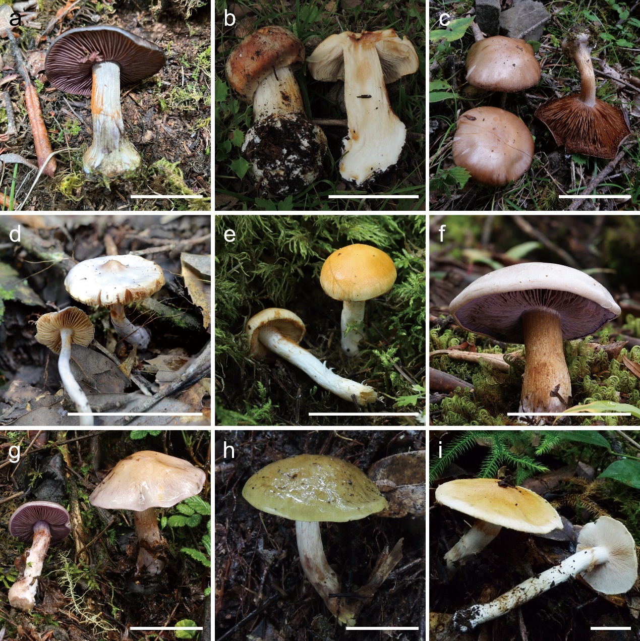 新物种一次性20+!在云南这座大山 新物种一次性20+!在云南这座大山