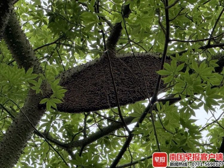 “太恐怖了”,女业主在小区遭蜂群袭击,紧急入院! “太恐怖了”,女业主在小区遭蜂群袭击,紧急入院!