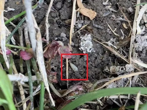 只需10秒,就能钻进皮肤!一旦发现,赶紧躲开! 只需10秒,就能钻进皮肤!一旦发现,赶紧躲开!