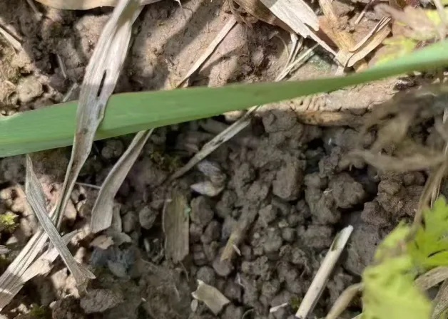 只需10秒,就能钻进皮肤!一旦发现,赶紧躲开! 只需10秒,就能钻进皮肤!一旦发现,赶紧躲开!