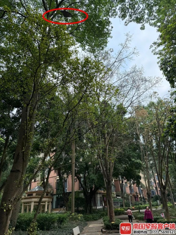 “太恐怖了”,女业主在小区遭蜂群袭击,紧急入院! “太恐怖了”,女业主在小区遭蜂群袭击,紧急入院!