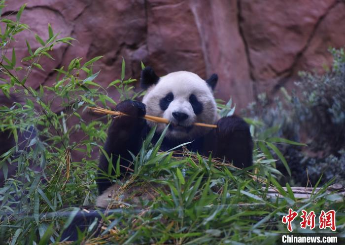 美动物园公布大熊猫近况：“云川”爱泡澡、“鑫宝”爱爬树