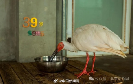 全球最长寿朱鹮今天39岁啦 全球最长寿朱鹮今天39岁啦