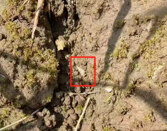 只需10秒,就能钻进皮肤!一旦发现,赶紧躲开! 只需10秒,就能钻进皮肤!一旦发现,赶紧躲开!