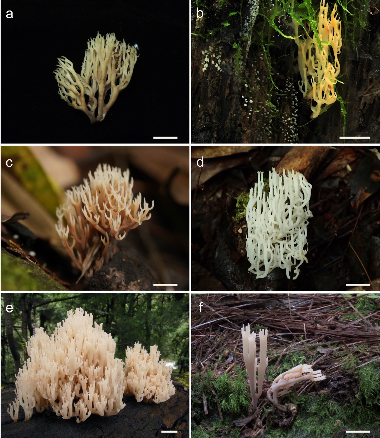 新物种一次性20+!在云南这座大山 新物种一次性20+!在云南这座大山