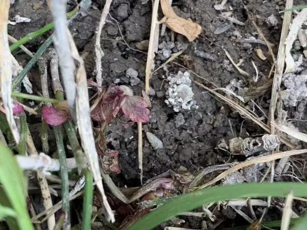 只需10秒,就能钻进皮肤!一旦发现,赶紧躲开! 只需10秒,就能钻进皮肤!一旦发现,赶紧躲开!