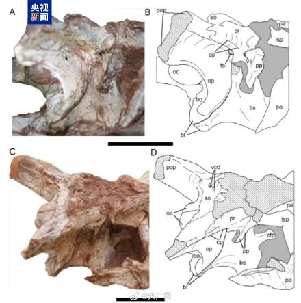 云南发现一恐龙新属种 云南发现一恐龙新属种