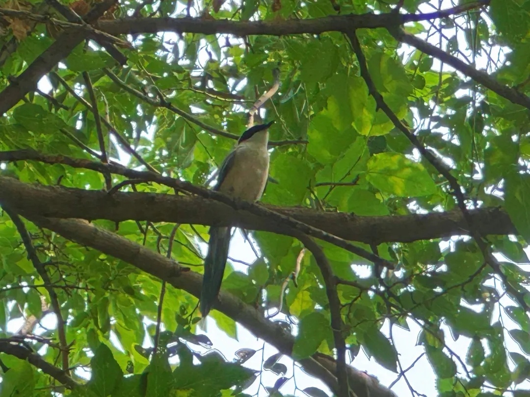 @李现,请来北京科学中心“打鸟”! @李现,请来北京科学中心“打鸟”!