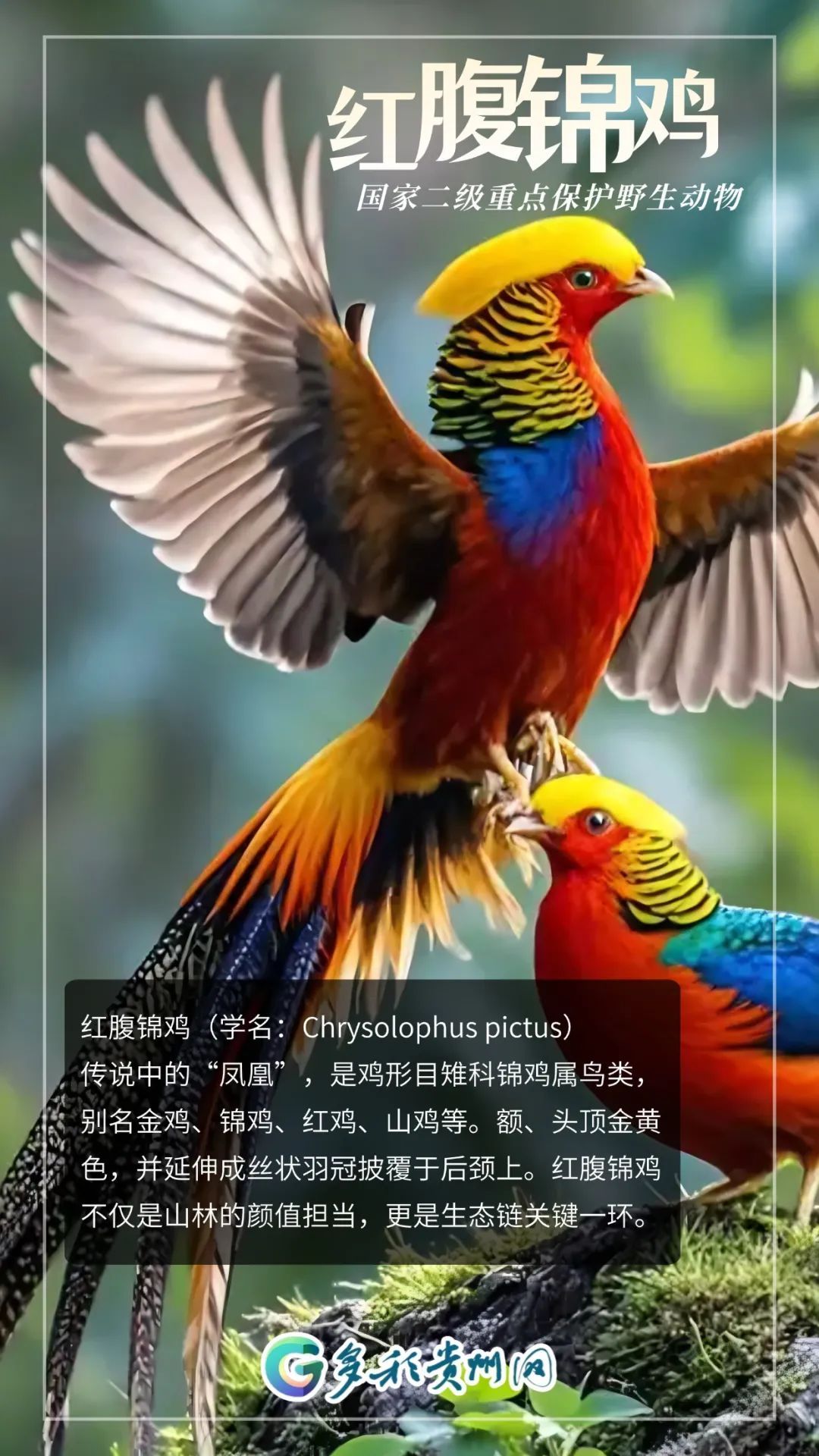全国都在喊李现“打鸟”！建议来贵州“打”一圈