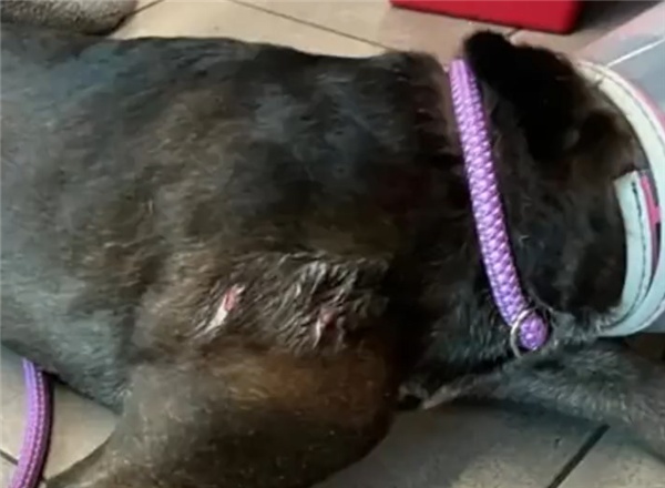 爱犬被2米长鳄鱼咬住，女子跳鳄鱼身上硬掰开鳄鱼嘴把狗救了