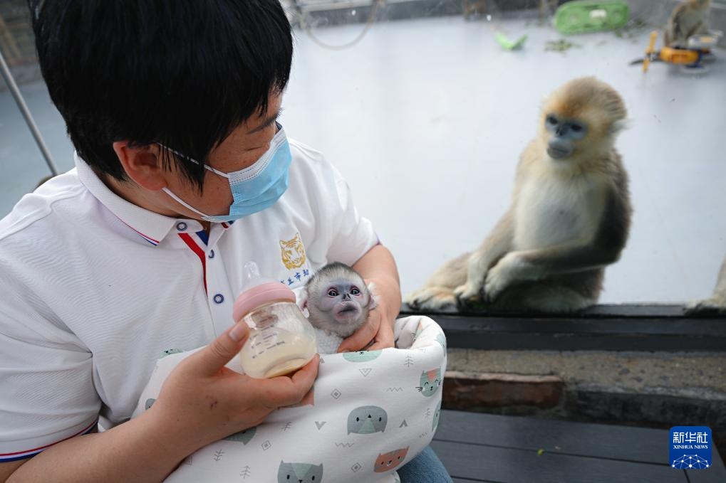 河南商丘川金丝猴人工繁育种群新增两只幼崽