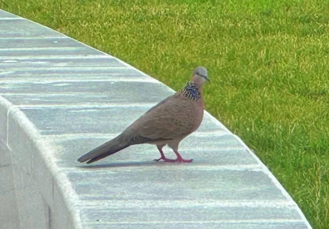 @李现,请来北京科学中心“打鸟”! @李现,请来北京科学中心“打鸟”!