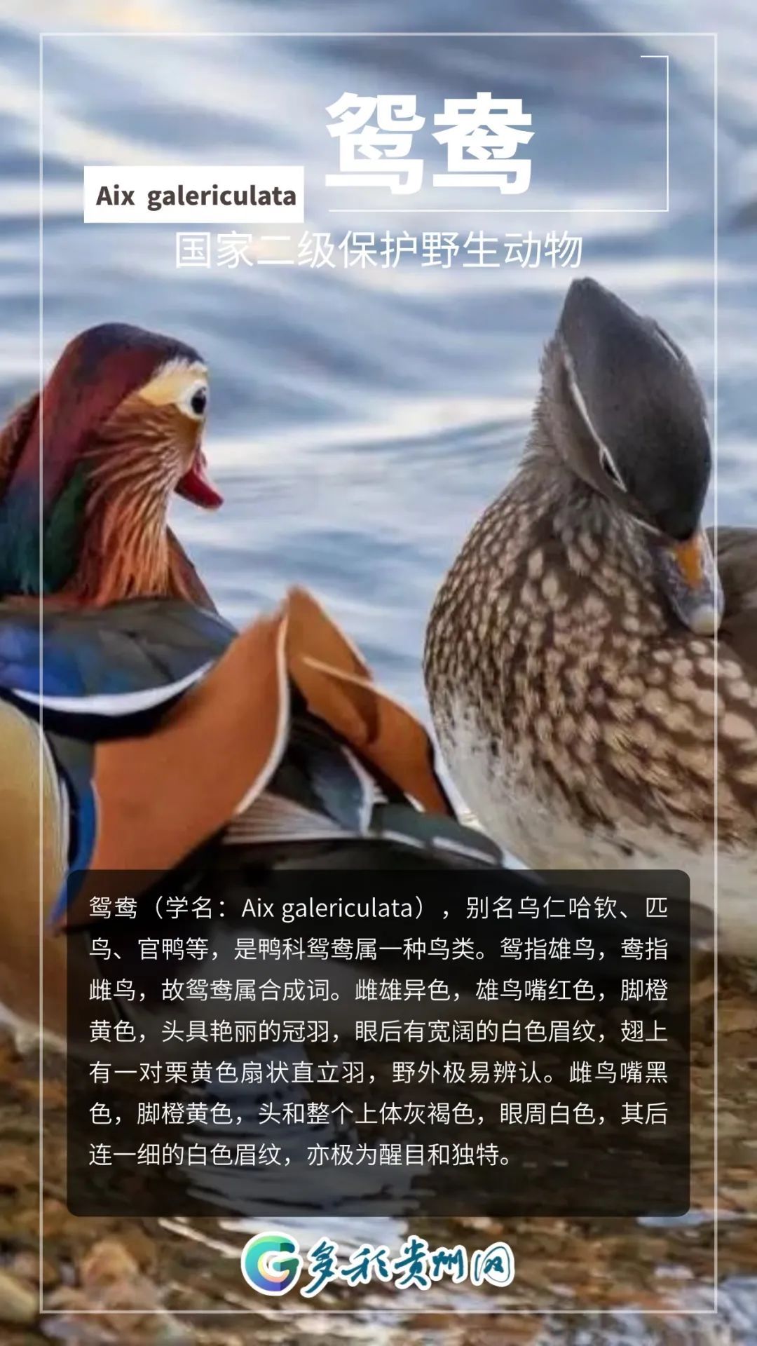 全国都在喊李现“打鸟”！建议来贵州“打”一圈