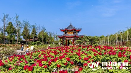 免费观赏！峨眉山上万株牡丹渐次绽放