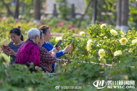 免费观赏！峨眉山上万株牡丹渐次绽放