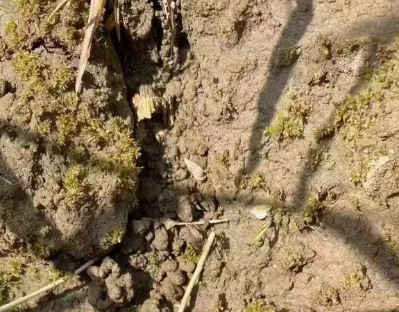 只需10秒,就能钻进皮肤!一旦发现,赶紧躲开! 只需10秒,就能钻进皮肤!一旦发现,赶紧躲开!