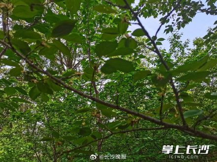 湖南省植物园绿色樱花开了