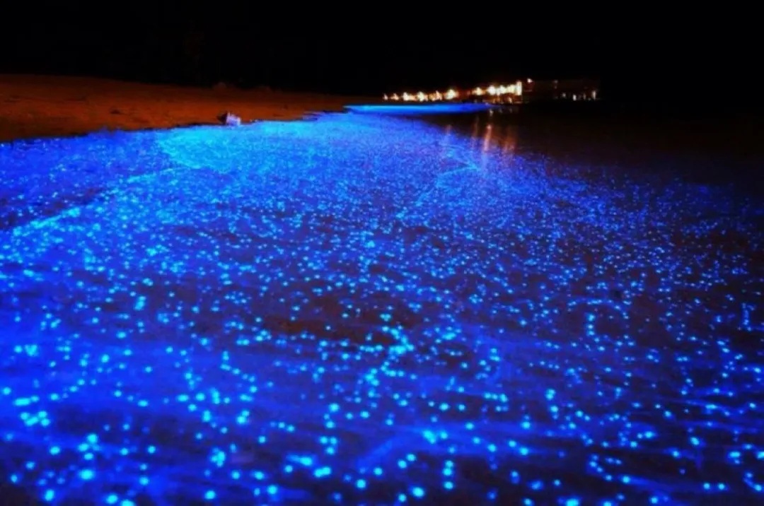 茂名一海域惊现“荧光海”,网友直呼:太梦幻 茂名一海域惊现“荧光海”,网友直呼:太梦幻