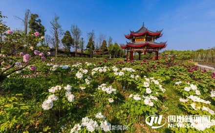免费观赏！峨眉山上万株牡丹渐次绽放