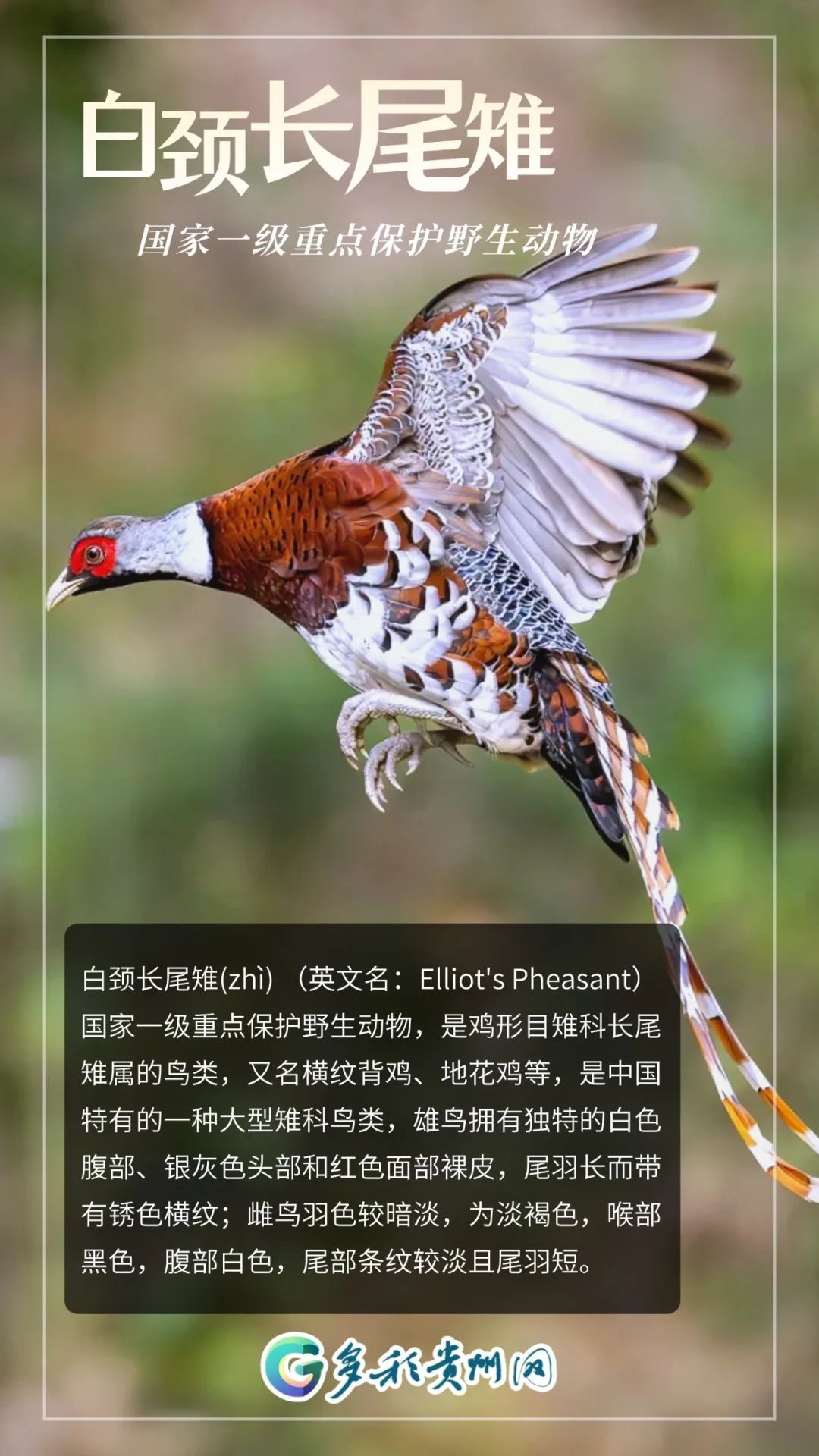 全国都在喊李现“打鸟”！建议来贵州“打”一圈