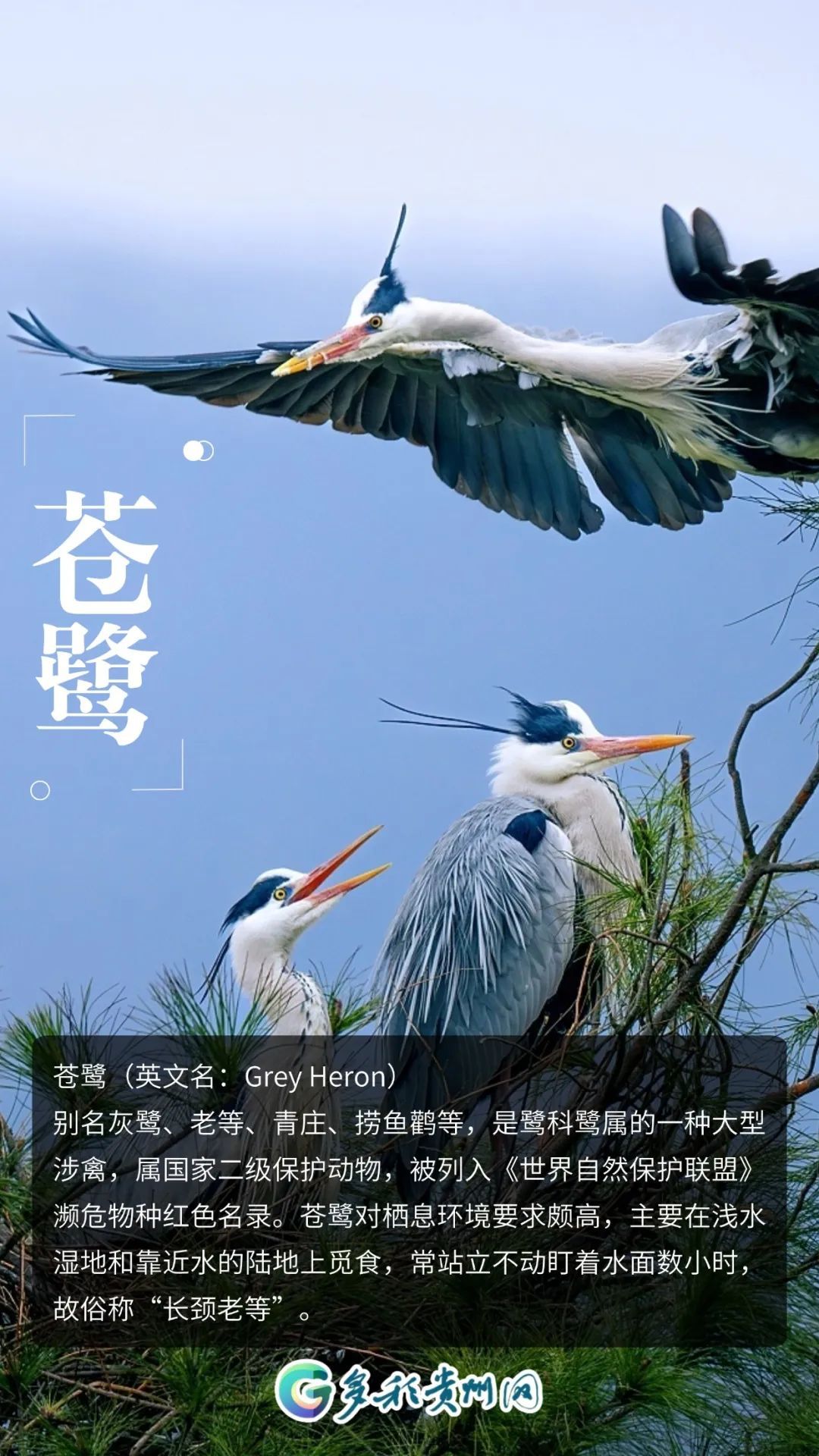 全国都在喊李现“打鸟”！建议来贵州“打”一圈