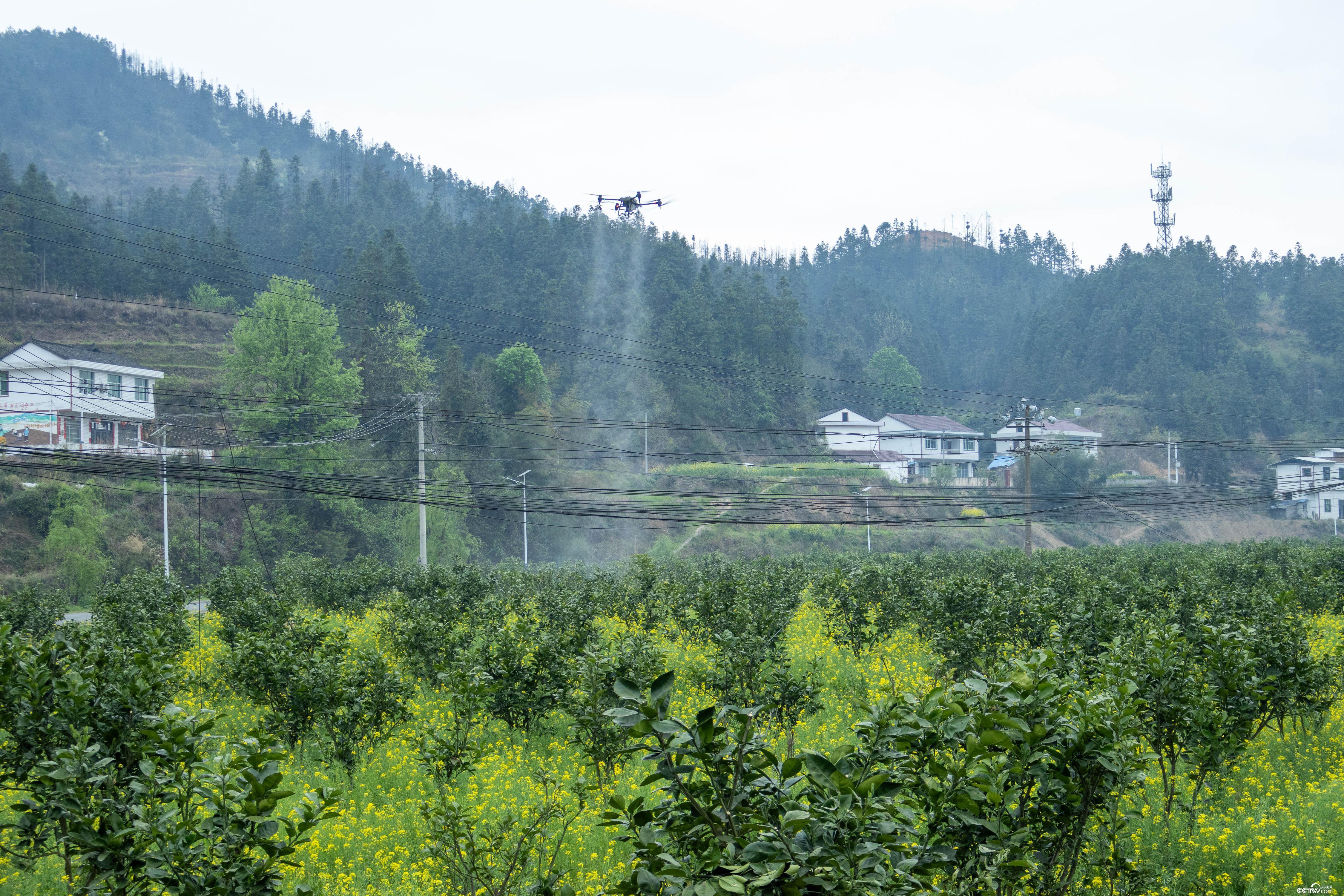贵州万山无人机“飞防”管护香柚 贵州万山无人机“飞防”管护香柚