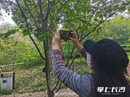 湖南省植物园绿色樱花开了