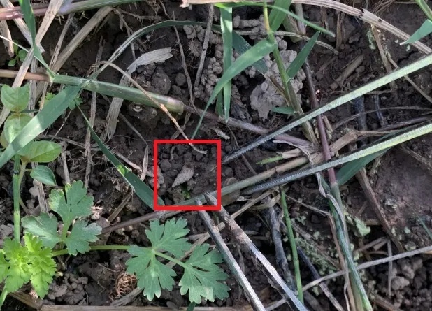 只需10秒,就能钻进皮肤!一旦发现,赶紧躲开! 只需10秒,就能钻进皮肤!一旦发现,赶紧躲开!