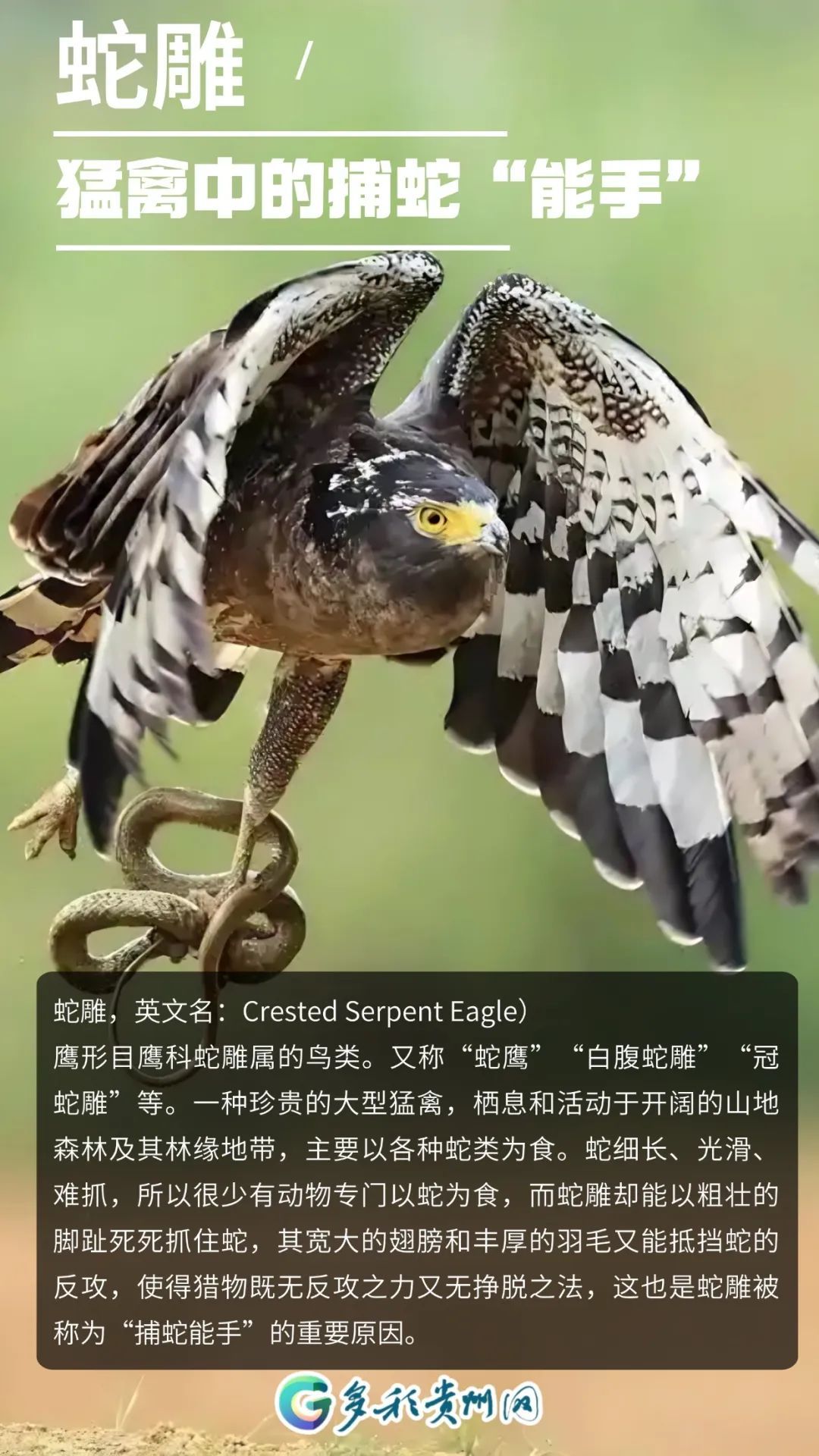 全国都在喊李现“打鸟”！建议来贵州“打”一圈