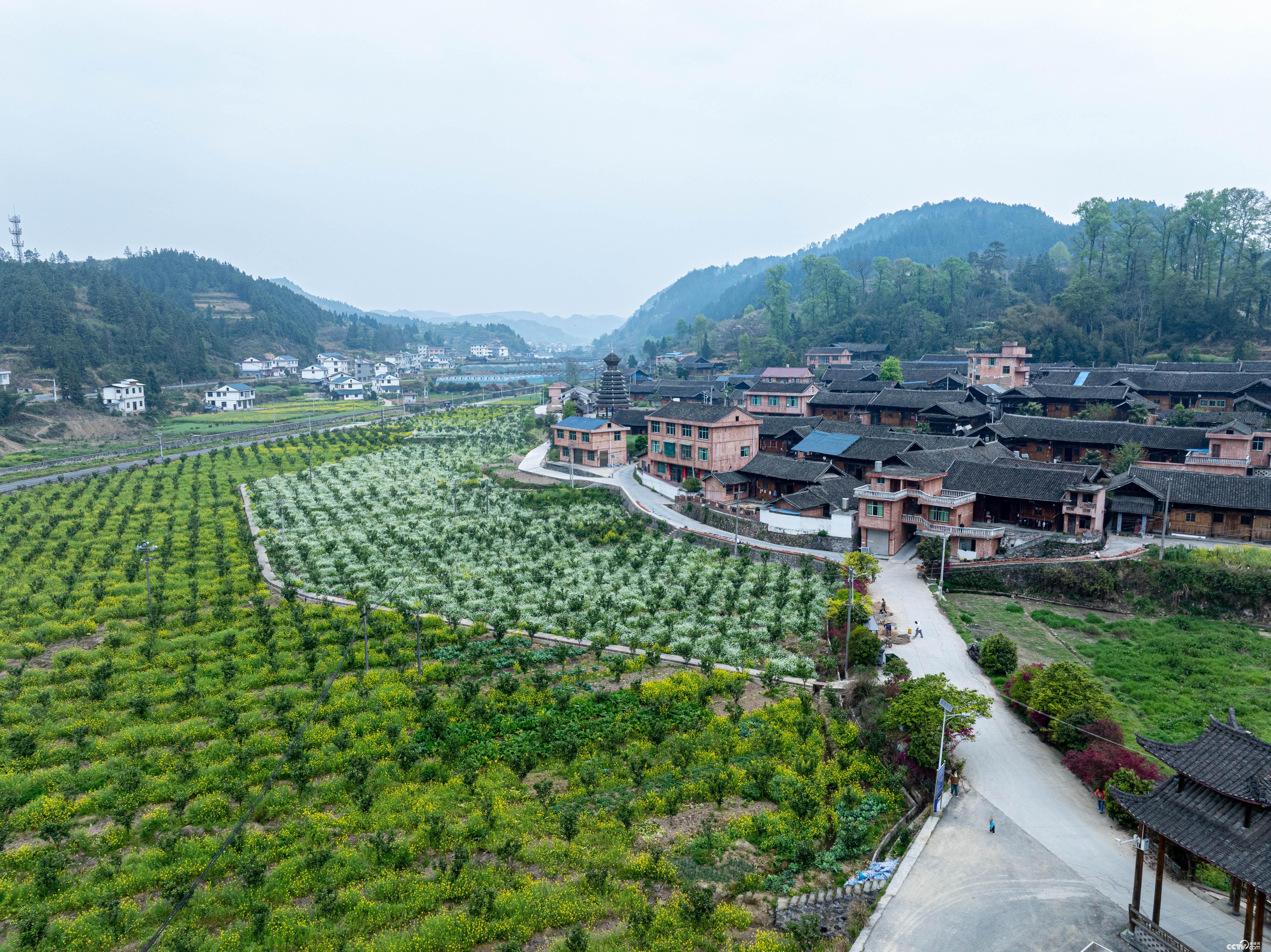 贵州万山无人机“飞防”管护香柚 贵州万山无人机“飞防”管护香柚
