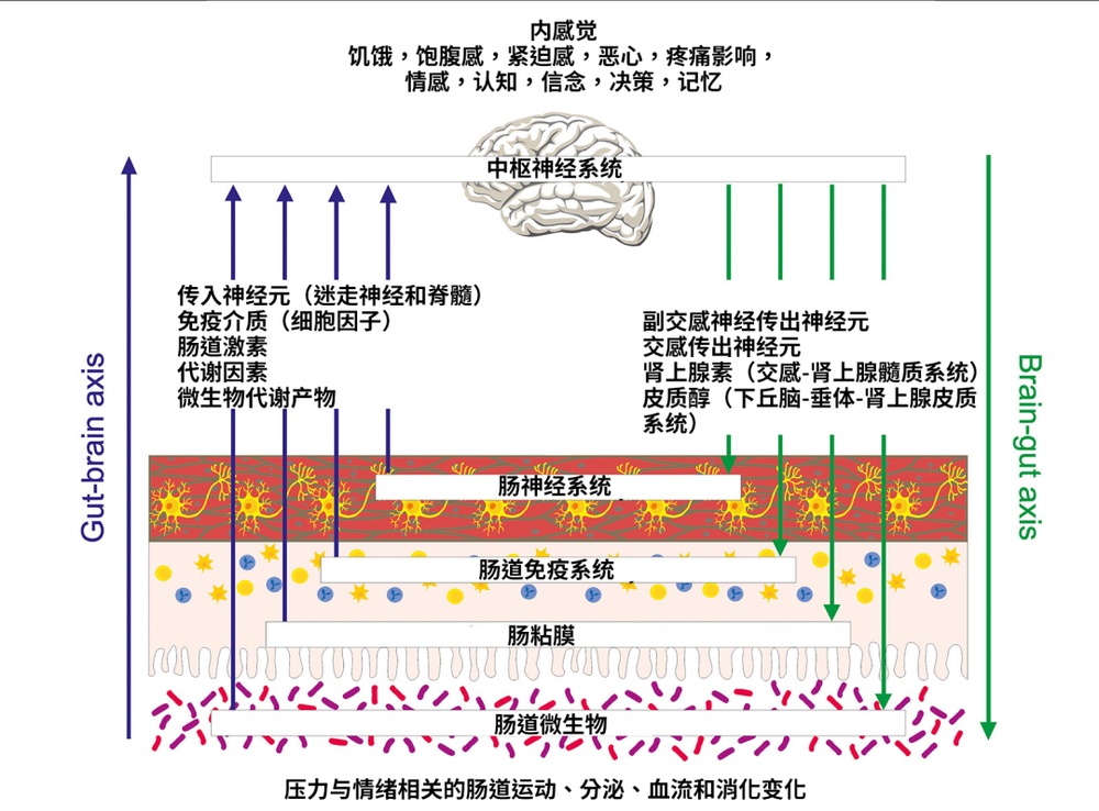为什么压力一大就胃疼？身体这个“秘密通道” 90% 的人不知道！