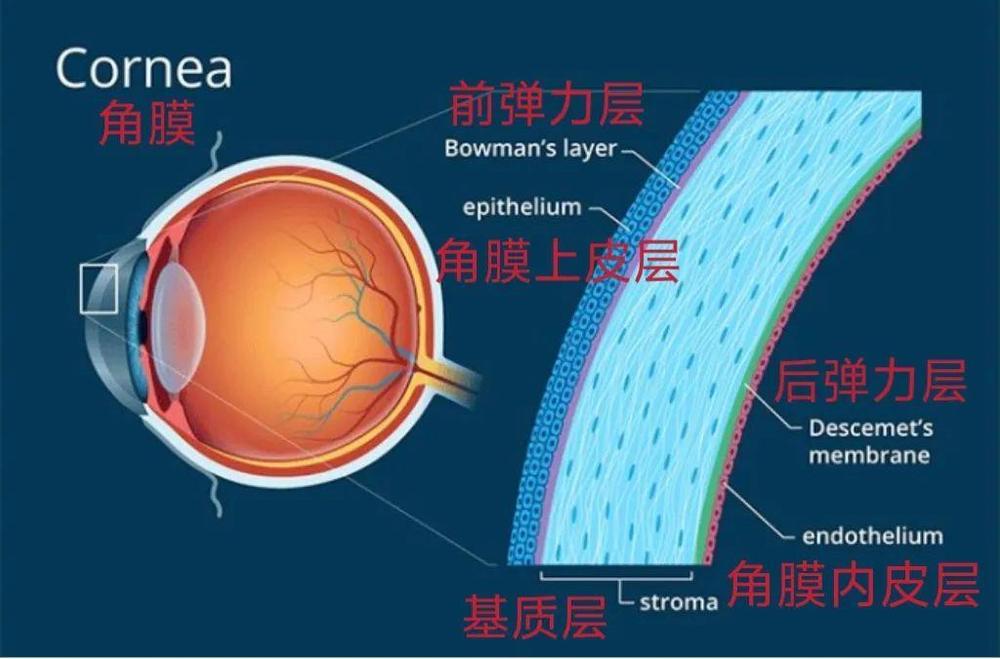 所有人都可以做近视激光手术吗？风险有哪些？一文了解
