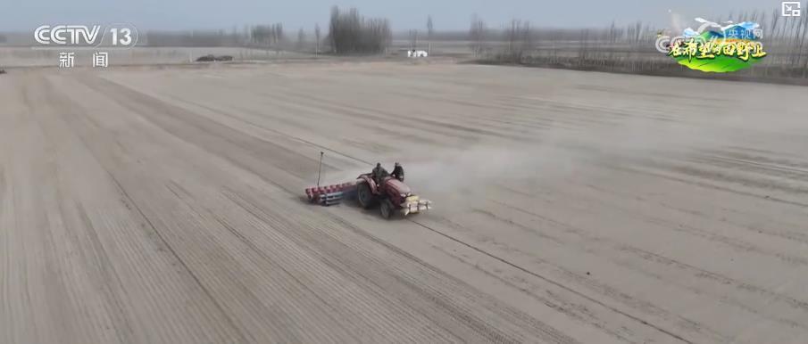 沙漠里种水稻?揭秘塔克拉玛干边缘4000亩绿色奇迹 沙漠里种水稻?揭秘塔克拉玛干边缘4000亩绿色奇迹