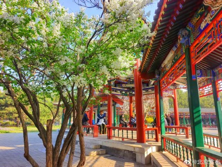 天坛公园春花烂漫，古建古树相映成趣