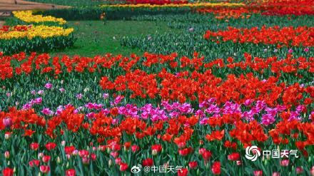 高饱和度的春天 北京国家植物园郁金香花开正艳 高饱和度的春天 北京国家植物园郁金香花开正艳