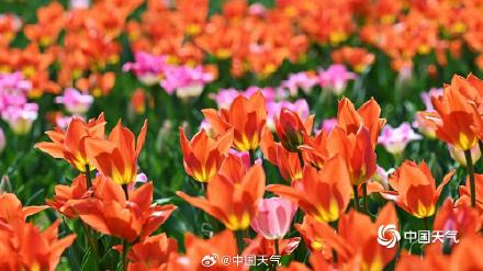 高饱和度的春天 北京国家植物园郁金香花开正艳 高饱和度的春天 北京国家植物园郁金香花开正艳