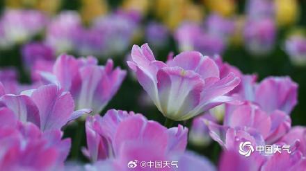 高饱和度的春天 北京国家植物园郁金香花开正艳 高饱和度的春天 北京国家植物园郁金香花开正艳