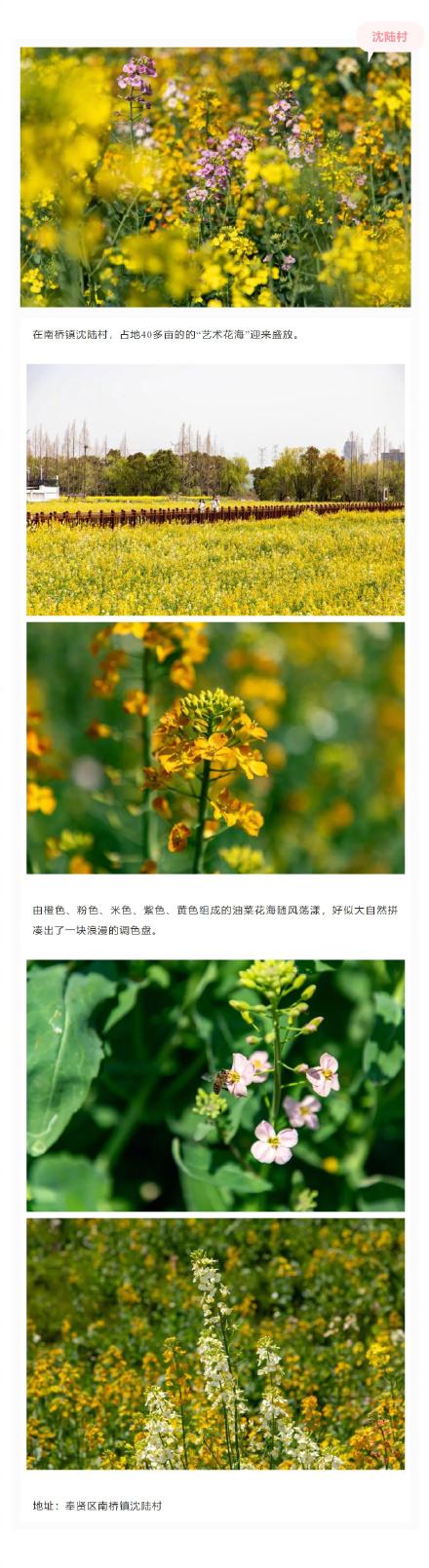 美成莫奈油画！上海的七彩油菜花海限时上线