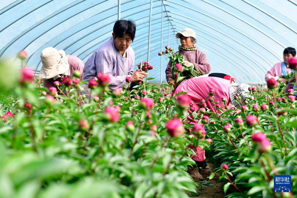 山东菏泽：“鲜花经济”助力乡村振兴