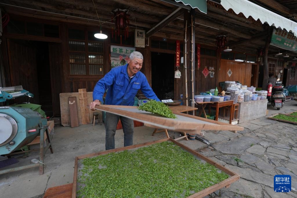 浙江磐安：赶制春茶