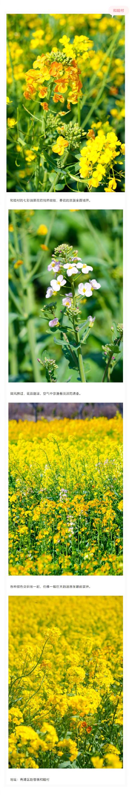 美成莫奈油画！上海的七彩油菜花海限时上线