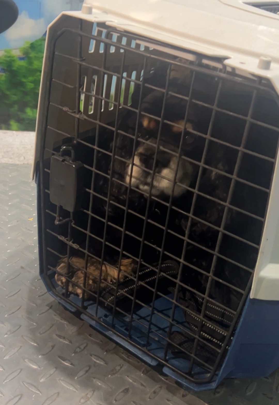 全国首批“毛孩子”坐上高铁，运输箱长这样——