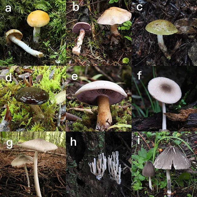 云南到底有多少野生菌?“蘑”力还在上升 云南到底有多少野生菌?“蘑”力还在上升