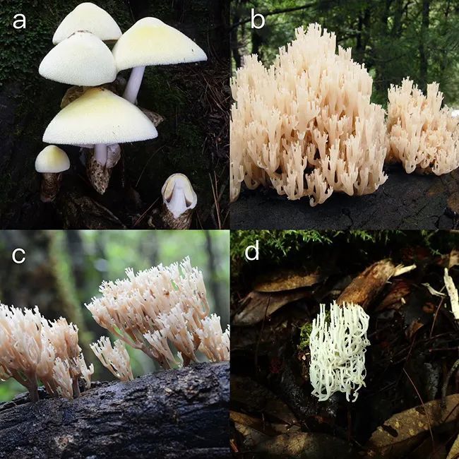 云南到底有多少野生菌?“蘑”力还在上升 云南到底有多少野生菌?“蘑”力还在上升