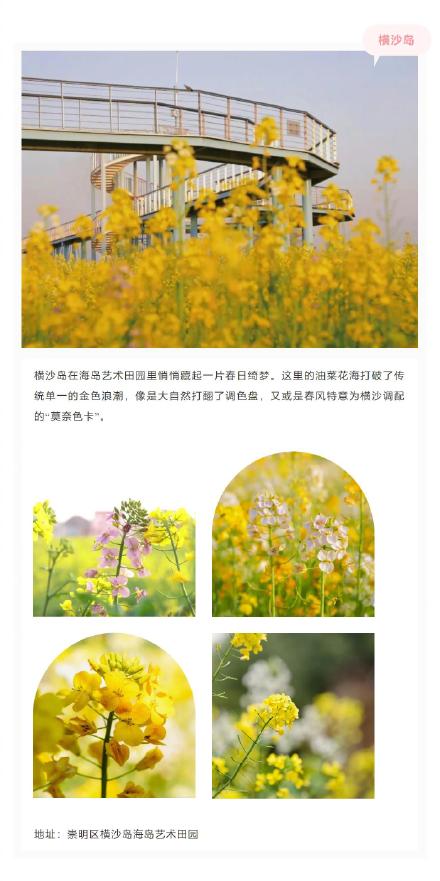 美成莫奈油画！上海的七彩油菜花海限时上线