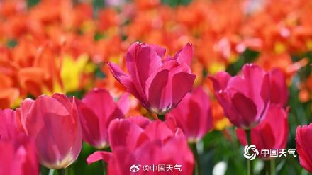 高饱和度的春天 北京国家植物园郁金香花开正艳 高饱和度的春天 北京国家植物园郁金香花开正艳