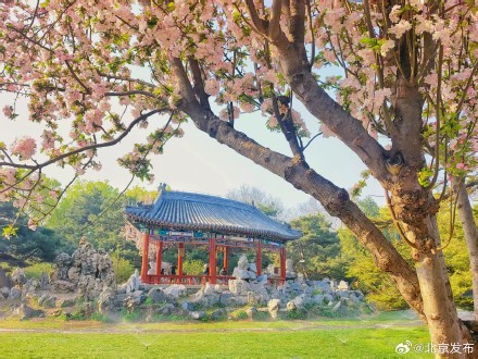 天坛公园春花烂漫，古建古树相映成趣