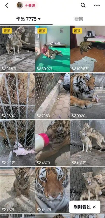 饲养员投喂，两只狼躲在墙角瑟瑟发抖！当事人：身上有老虎味