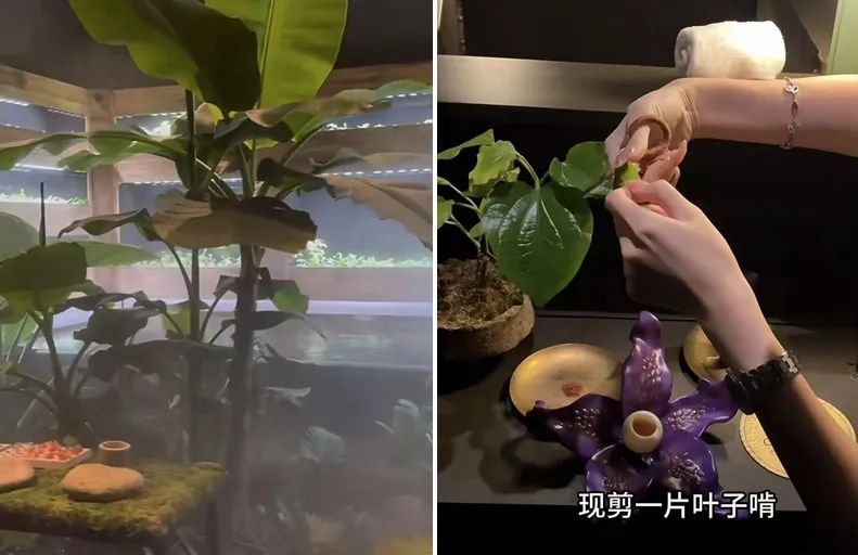 冲上热搜！大象粪便做甜品、3888元一位还得预约！这家餐厅引发热议